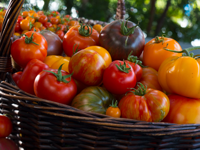 A basket of red, orange, yellow and green tomatoes.