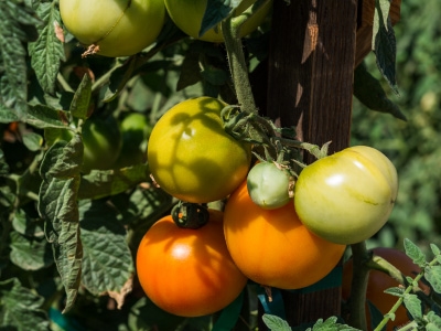 Yellow, orange, and green tomatoes on a bush.